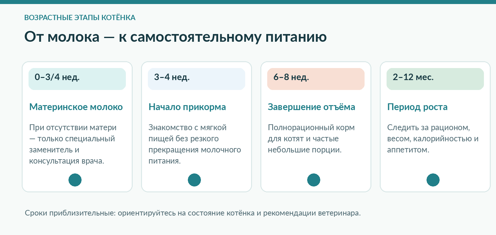 Этапы питания котёнка от молочного периода до взрослого рациона