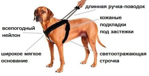 PatentoPet - Шлейка с поводком для Собак, Черная (Sport)