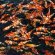 JBL ProPond Goldfish XS - Основной корм в форме плавающих палочек для золотых рыбок очень маленького размера
