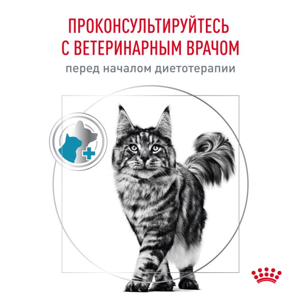 Royal Canin Skin &amp;amp; Coat - Сухой корм для кошек при дерматозах