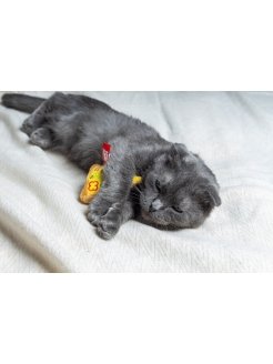 Fancy Pets - Игрушка для кошек «Пицца» с мятой
