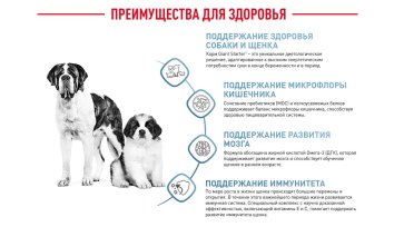 Royal Canin Giant Starter - Сухой корм для щенков гигантских пород до 2 месяцев