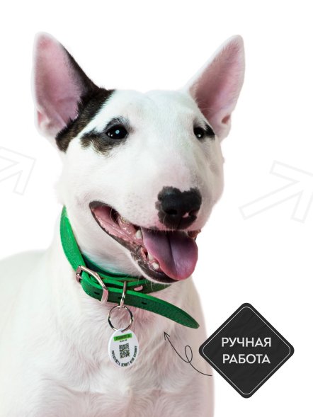 Mr. Kranch - Ошейник-селедка для собак из натуральной кожи с QR-адресникомм, 24-30 см