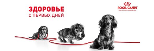 Royal Canin Giant Junior - Сухой корм для щенков гигантских пород с 8 до 18/24 месяцев