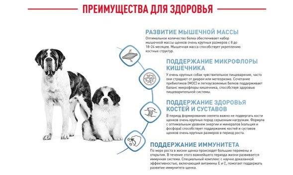 Royal Canin Giant Junior - Сухой корм для щенков гигантских пород с 8 до 18/24 месяцев