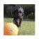 Rogz TennisBall - Игрушка для щенков теннисный мяч средний