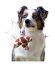 Mr.Kranch - Игрушка для собак мелких и средних пород, Звездочка с канатом и пищалкой, 26х16х5см