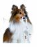 Mr.Kranch - Игрушка для собак мелких и средних пород, Косточка с канатом, 31х9х4см
