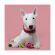 Mr.Kranch - Игрушка для собак мелких и средних пород, Роза с канатом, 29х5х5см, Розовая