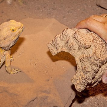 JBL - Пещера для террариумных животных, песочная (ReptilCava SAND XL)