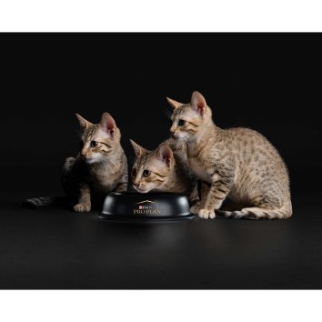 Pro Plan - Cухой корм для котят, с курицей ( Kitten)