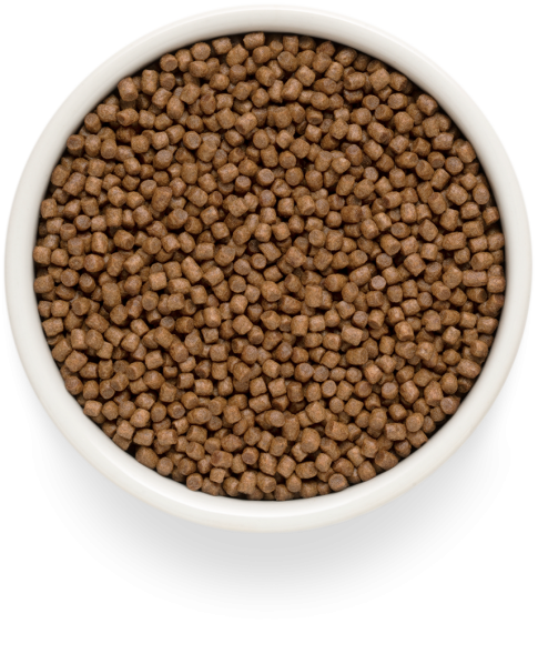 Grandorf Fresh Cat Lamb Kitten - Сухой корм для котят, беременных или кормящих кошек, с ягненком и бататом, с ягненком и бататом