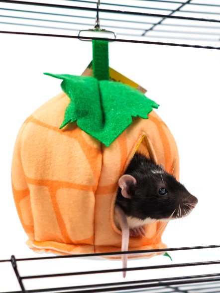 Bambini Pets - Домик из фетра, тыковка для грызунов и хорьков 18*18*15 см