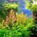 JBL Ferropol - Базовое удобрение для растений в пресноводных аквариумах