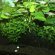 JBL Ferropol Tabs - Удобрение в форме таблеток для растений в пресноводных аквариумах, 30 шт