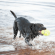 Kong AirDog - Игрушка для собак, Мяч с пищалкой