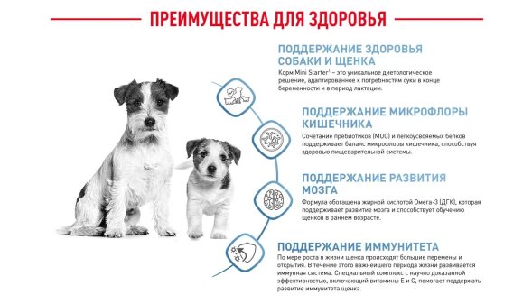 Royal Canin Mini Starter - Сухой корм для щенков малых пород до 2 месяцев