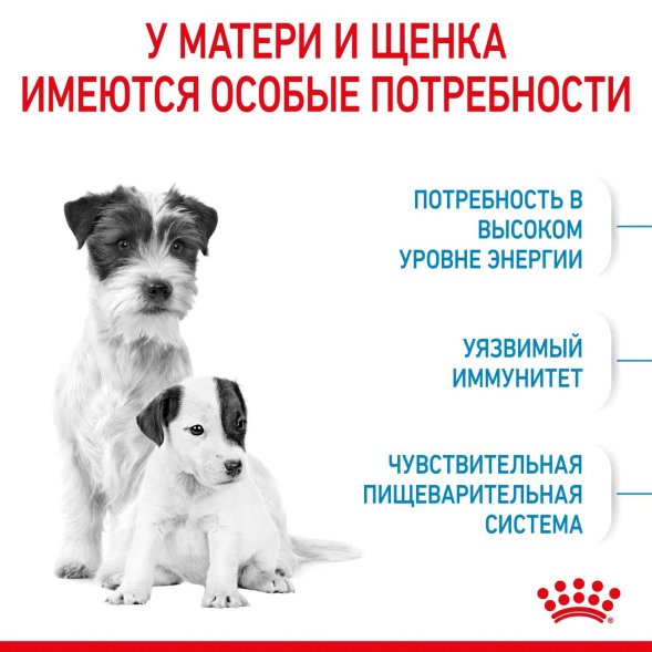 Royal Canin Mini Starter - Сухой корм для щенков малых пород до 2 месяцев