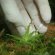 JBL ProScape Plantis - Шпильки для надёжной фиксации аквариумных растений в грунте