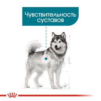 Royal Canin Maxi Joint Care - Корм для крупных пород собак с чувствительными суставами