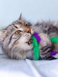 Petstages - Игрушка Dental "Капуста" для кошек, с кошачьей мятой, 20 см