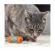 Petstages - Игрушка Energize "ОРКА катушка с веревочкой", для кошек, 6 см