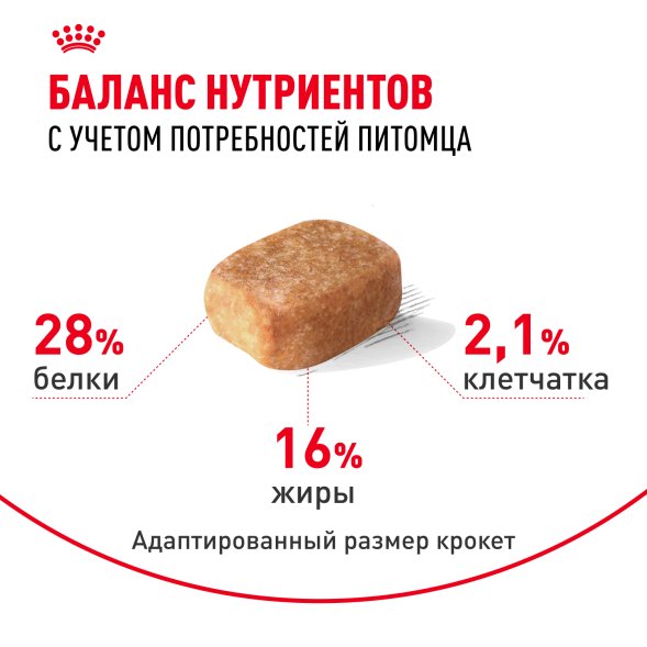 Royal Canin Chihuahua Adult - Сухой корм для собак породы чихуахуа