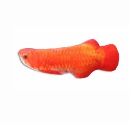 Чистый котик - Игрушка для кошек, красный карп, с кошачьей мятой, 20х8х3.5 см