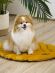 Mr.Kranch - Лежанка для собак Листочек средняя, размер 90х65х5см