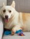 Petstages - Игрушка &amp;quot;ОРКА косточка&amp;quot;, для собак, большая, 23 см